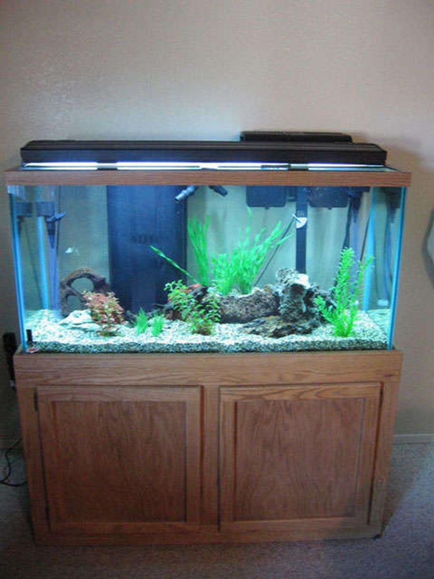 Rated #411: 90 Gallons Freshwater Fish Tank - Front View of my 90 gallon barb tank.