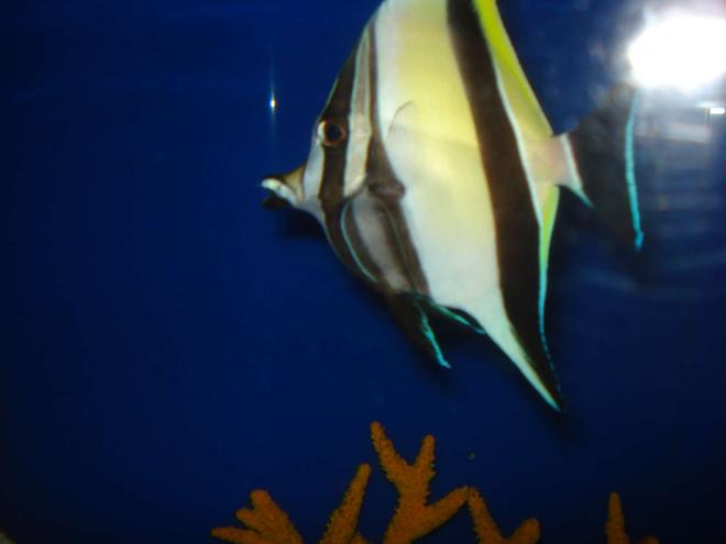 saltwater fish - zanclus canescens - moorish idol stocking in 125 gallons tank - moorish ikle