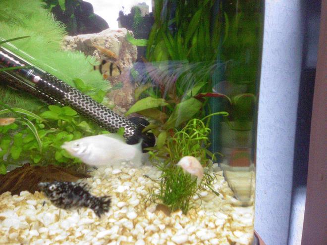 freshwater fish - poecilia latipinna - dalmatian molly stocking in 10 gallons tank - my ten gallon tank
