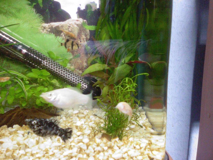 Rated #2451: Freshwater Fish - Poecilia Latipinna - Dalmatian Molly Stocking In 10 Gallons Tank - my ten gallon tank