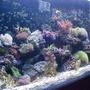 50 gallons reef tank (mostly live coral and fish) - My 2 month old 50gal
