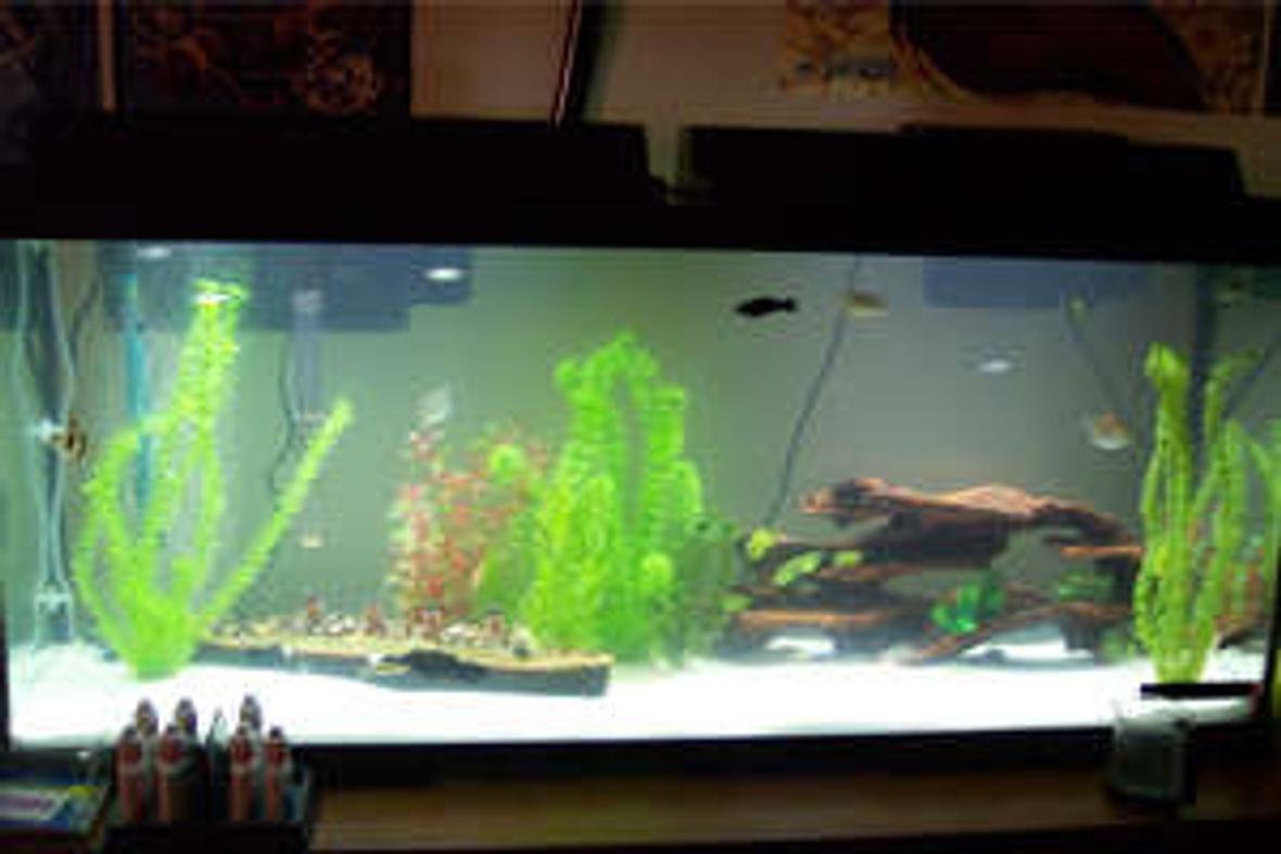 100 gallons freshwater fish tank (mostly fish and non-living decorations) - Simple 55g Generic. Marine Land filter and heater. Air pump. Plastic deco. White sand Sub straight. Dual lighting. 1 Zebra Danio 2 Long Fin Rainbow Danios 3 Tiger Barbs 1 Panther Catfish 1 Plecos 2 dinosaur birchirs 1 African Leaf Fish 1 Spotted Green Tetraodon (puffer) 2 Red Fin Black Sharks 1 Fiddler Crab