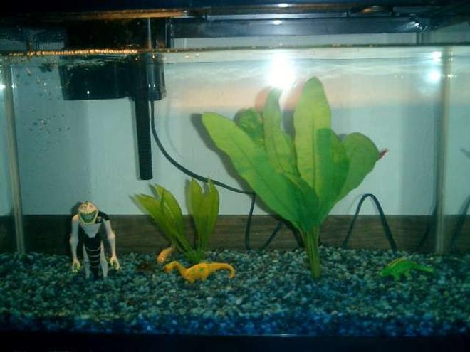 10 gallons freshwater fish tank (mostly fish and non-living decorations) - you can only see the albino cory and the back of a neon but there are more fish in there.