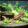 fish tank picture - My 350lt corner tank, still improving but it takes time.
