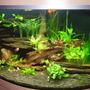 80 gallons planted tank (mostly live plants and fish) - Another angle of my 350 lt corner tank