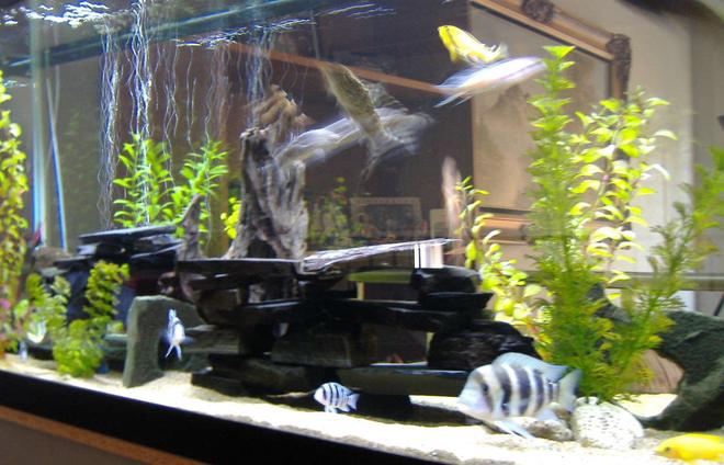 75 gallons freshwater fish tank (mostly fish and non-living decorations) - This is a picture showing how I have my plants and slate set up for my fish. Also it includes a brief showing of how my fish look.