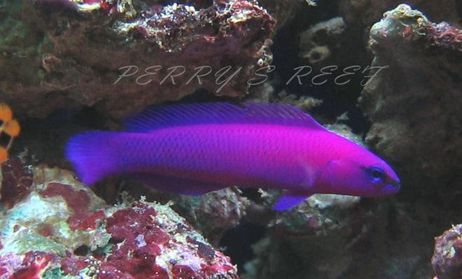 saltwater fish - pseudochromis fridmani - fridmani pseudochromis stocking in 100 gallons tank - Pseudochromis Fridmani