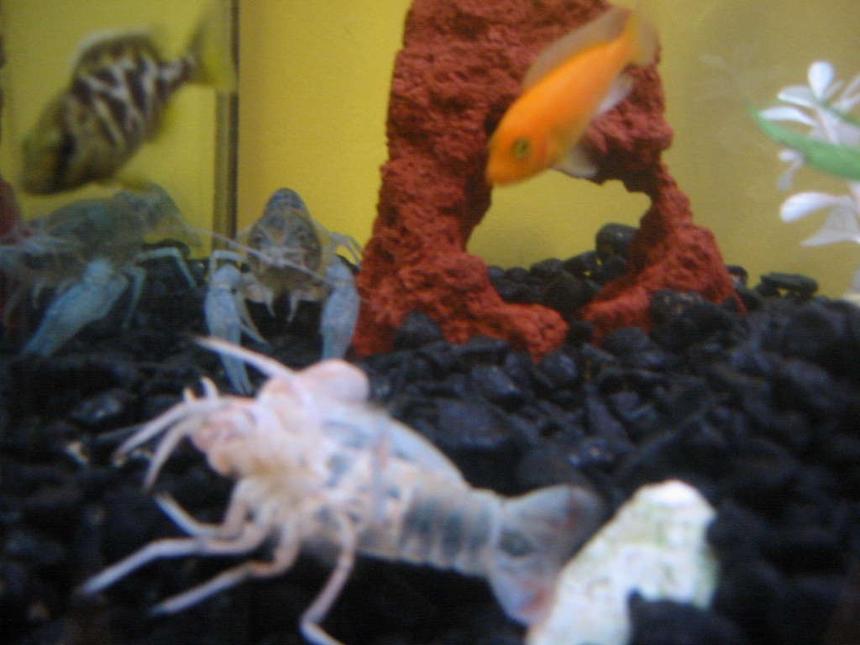 Rated #91: Corals Inverts - Procambarus Sp. - Hammers Cobalt Blue Lobster Stocking In 35 Gallons Tank - My blue lobster after molting out of his shell.