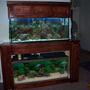 fish tank picture - Full Front