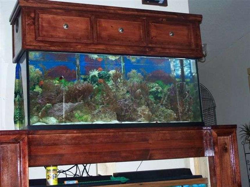 Rated #189: 55 Gallons Reef Tank - The saltwater reef tank