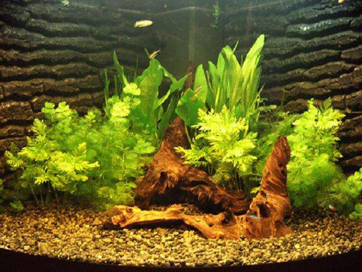 190 gallons planted tank (mostly live plants and fish) - FRONT VIEW