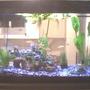 40 gallons freshwater fish tank (mostly fish and non-living decorations) - My tank serves as a divider between the kitchen and the living room