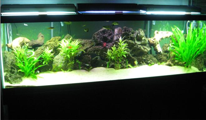 125 gallons planted tank (mostly live plants and fish) - 125 gallon planted with rock & wood