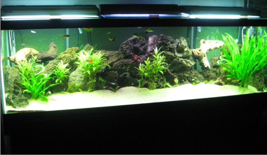 Rated #85: 125 Gallons Planted Tank - 125 gallon planted with rock & wood
