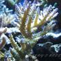 corals inverts - acropora tenuis - fireside acropora coral stocking in 100 gallons tank - Acropora Tenuis Thanks to that user that gives 1 to all my photos ;-)