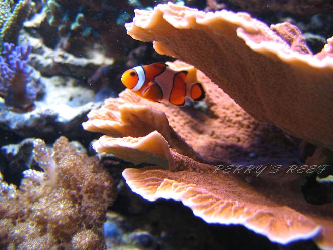 saltwater fish - amphiprion ocellaris - ocellaris clownfish stocking in 100 gallons tank - Ocellaris