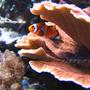 saltwater fish - amphiprion ocellaris - ocellaris clownfish stocking in 100 gallons tank - Ocellaris
