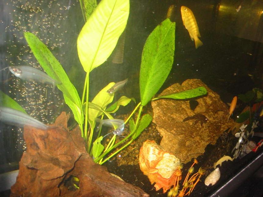 Rated #2351: Freshwater Fish - Kryptopterus Bicirrhis - Ghost Glass Cat Stocking In 35 Gallons Tank - Shot with flash. My ghost glass catfish are a tightly nit pack. :D