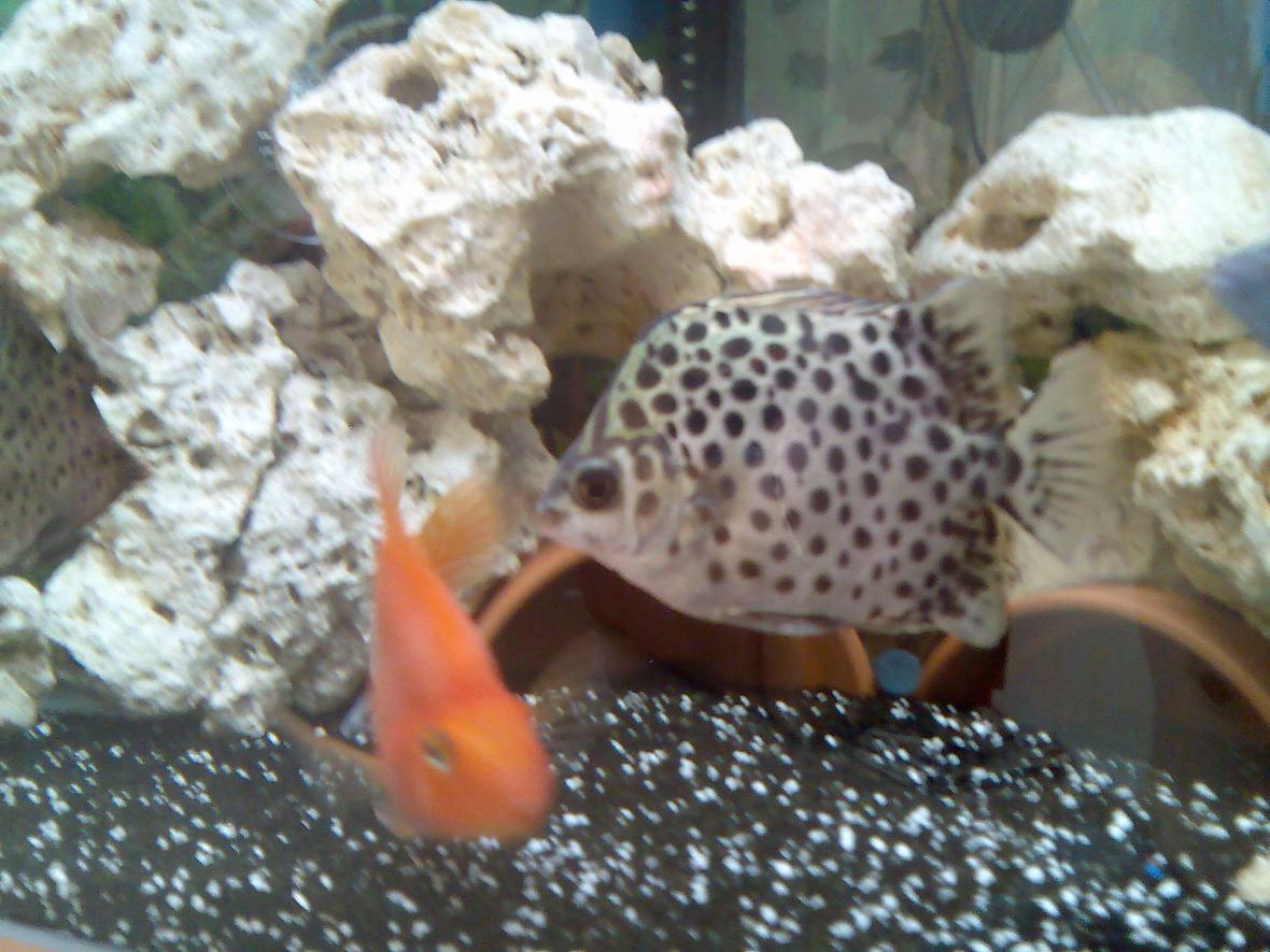 freshwater fish - scatophagus argus - green scat stocking in 37 gallons tank - green scat.... wicked fish!!!! and the parrot fish .