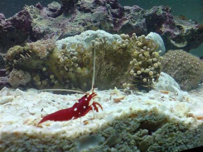 corals inverts - lysmata debelius - blood red fire shrimp stocking in 110 gallons tank - new aquarium 110 gallon