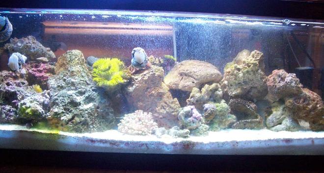 20 gallons reef tank (mostly live coral and fish) - More color