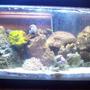 20 gallons reef tank (mostly live coral and fish) - More color