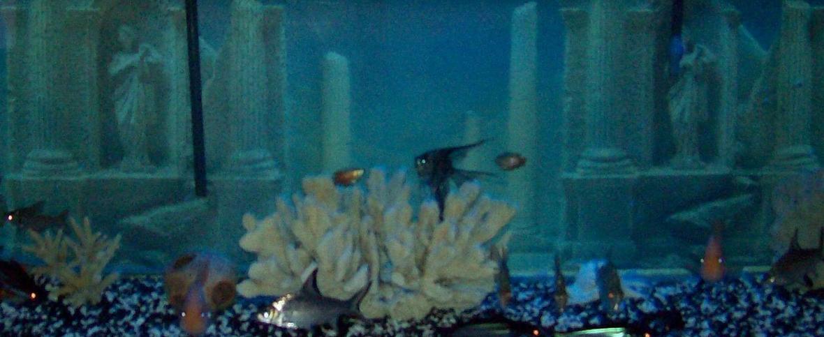 155 gallons freshwater fish tank (mostly fish and non-living decorations) - 155 bow Could not fit the hole tank in the pic. But you should have the Idea of what the tank looks like