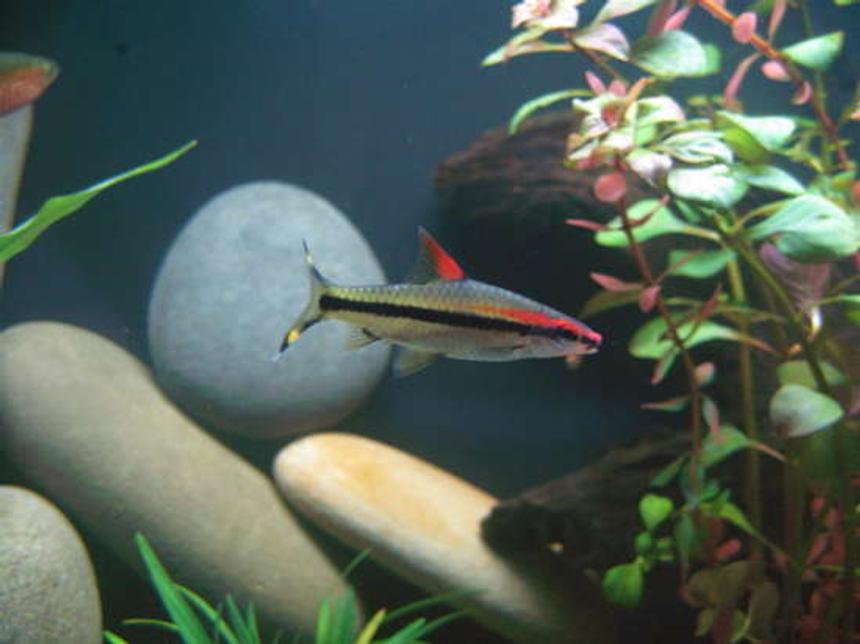Rated #90: Freshwater Fish - Barbus Denisonii - Denison Barb Stocking In 24 Gallons Tank - Denison Barb