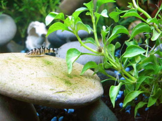 freshwater fish - botia lohachata - lohachata botia loach stocking in 24 gallons tank - Yoyo Loach