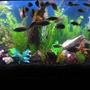 90 gallons freshwater fish tank (mostly fish and non-living decorations) - my 90!