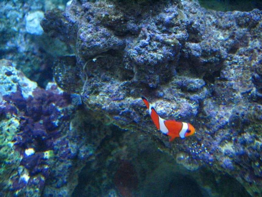 Rated #84: Saltwater Fish - Amphiprion Percula - True Percula Clownfish Stocking In 20 Gallons Tank - my clown