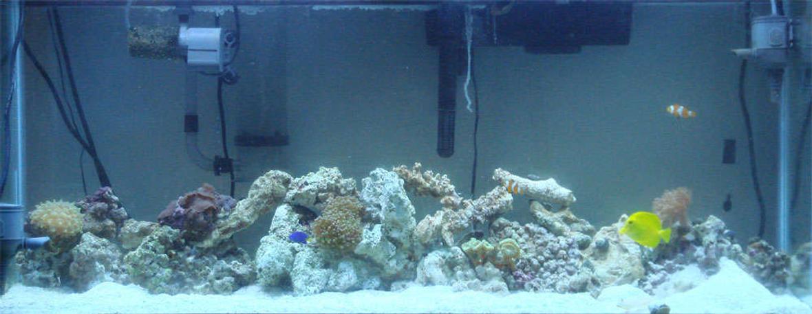 55 gallons reef tank (mostly live coral and fish) - My saltwater tank, soon to be reef tank.