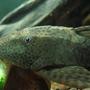 freshwater fish - glyptoperichthys gibbiceps - sailfin pleco (l-83) stocking in 55 gallons tank - Pleco eating zucchini. Yum.