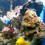 fish tank picture - ?