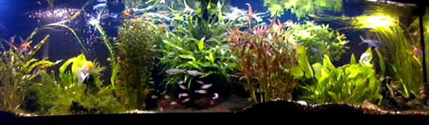 Rated #48: 125 Gallons Planted Tank - Sorry!Picture quality is limited by the upload capacity of the site.