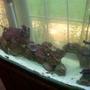 fish tank picture - Here is my tank a year in or so. let me know what you think...