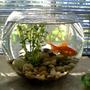 1 gallon freshwater fish tank (mostly fish and non-living decorations) - my first tank (fish bowl) - a clear fish bowl, with gravels, plant, pump (air bubbles can be barely seen at the back of the plant). there is a fantail, and you can see a couple of zebra danios too