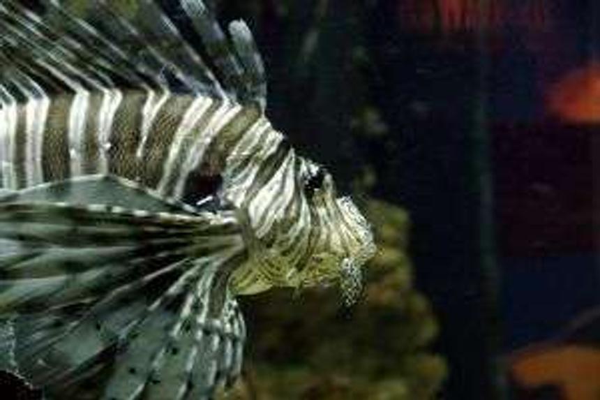 Rated #74: Saltwater Fish - Pterois Volitans - Volitan Lionfish Stocking In 125 Gallons Tank - A tank I made the other day, the fish is real. It died the other day, so I stuck it on a stick and then took this photo. Apparently they need salt water