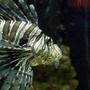 saltwater fish - pterois volitans - volitan lionfish stocking in 125 gallons tank - A tank I made the other day, the fish is real. It died the other day, so I stuck it on a stick and then took this photo. Apparently they need salt water