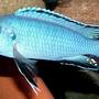 freshwater fish - pseudotropheus socolofi - powder blue cichlid stocking in 180 gallons tank - Pseudotropheus Socolofi