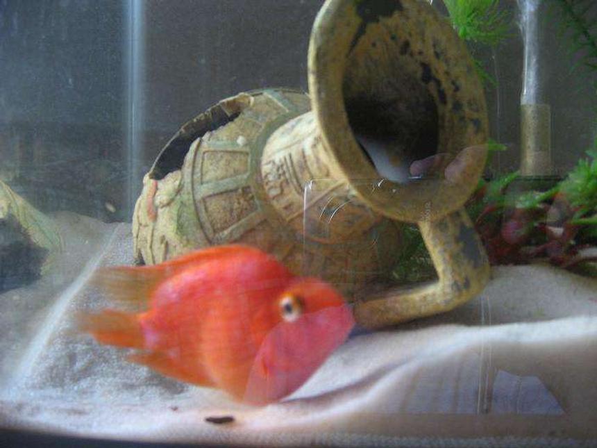 Rated #2358: Freshwater Fish - Heros Severus X Amphilophus Citrinellum - Blood Parrot Stocking In 5 Gallons Tank - Parrot Cichlid