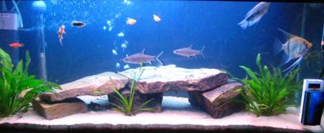 37 gallons freshwater fish tank (mostly fish and non-living decorations)