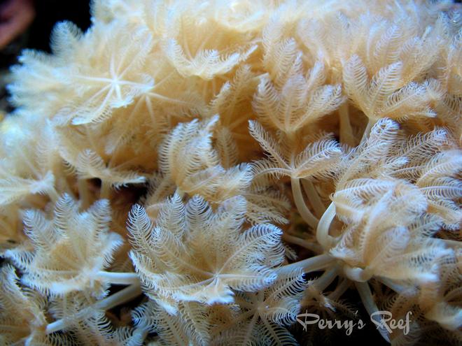 corals inverts - xenia sp. - white pom pom xenia, red sea stocking in 100 gallons tank - Xenia "pumping" red sea