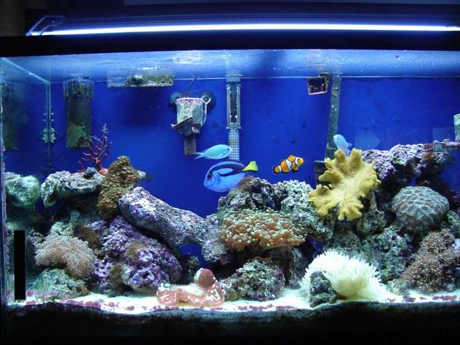46 gallons reef tank (mostly live coral and fish) - 46 gallon, I'm new to the game. I want to practice with this tank then move onto a 125gal in a few years.