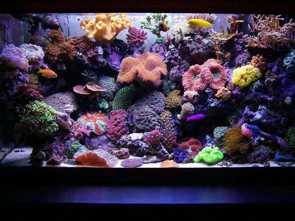 12 gallons saltwater fish tank (mostly fish, little/no live coral) - Nice reef.....