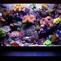12 gallons saltwater fish tank (mostly fish, little/no live coral) - Nice reef.....