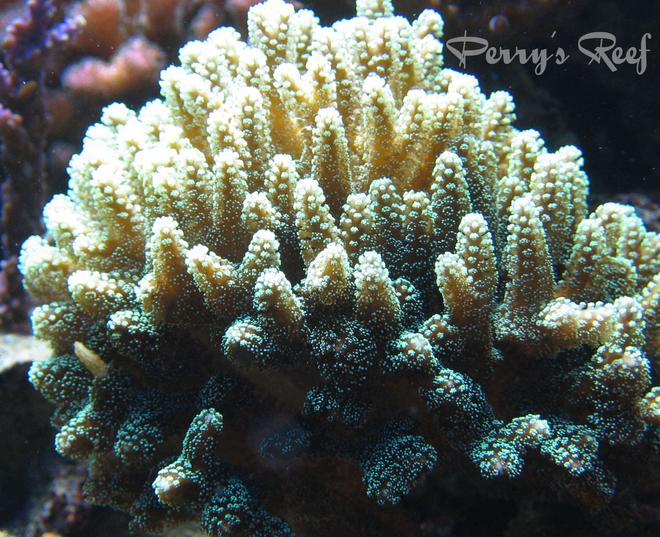 corals inverts - seriatopora caliendrum - needle coral stocking in 100 gallons tank - Seriatopora Caliendrum
