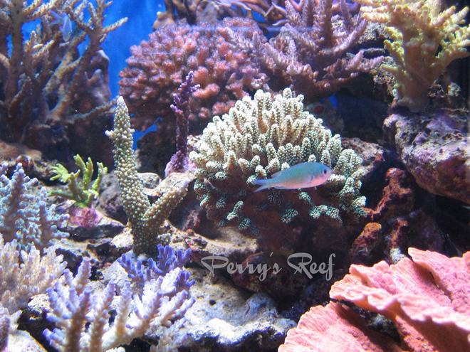 saltwater fish - chromis viridis - blue/green reef chromis stocking in 100 gallons tank - Chromis Viridis between corals