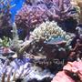 saltwater fish - chromis viridis - blue/green reef chromis stocking in 100 gallons tank - Chromis Viridis between corals