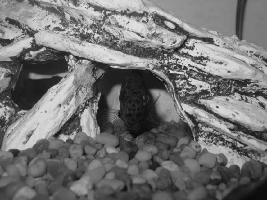 Rated #2237: Freshwater Fish - Ctenopoma Acutirostre - Leopard Ctenopoma Stocking In 55 Gallons Tank - This is a juvenile Leopard Ctenopoma Gourami. He's saying, "Hello world! Grrr I'm a leaf!"